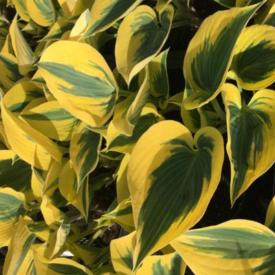 Hosta 'Autumn Frost'